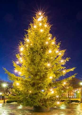 Esher's town Christmas tree, lit at night